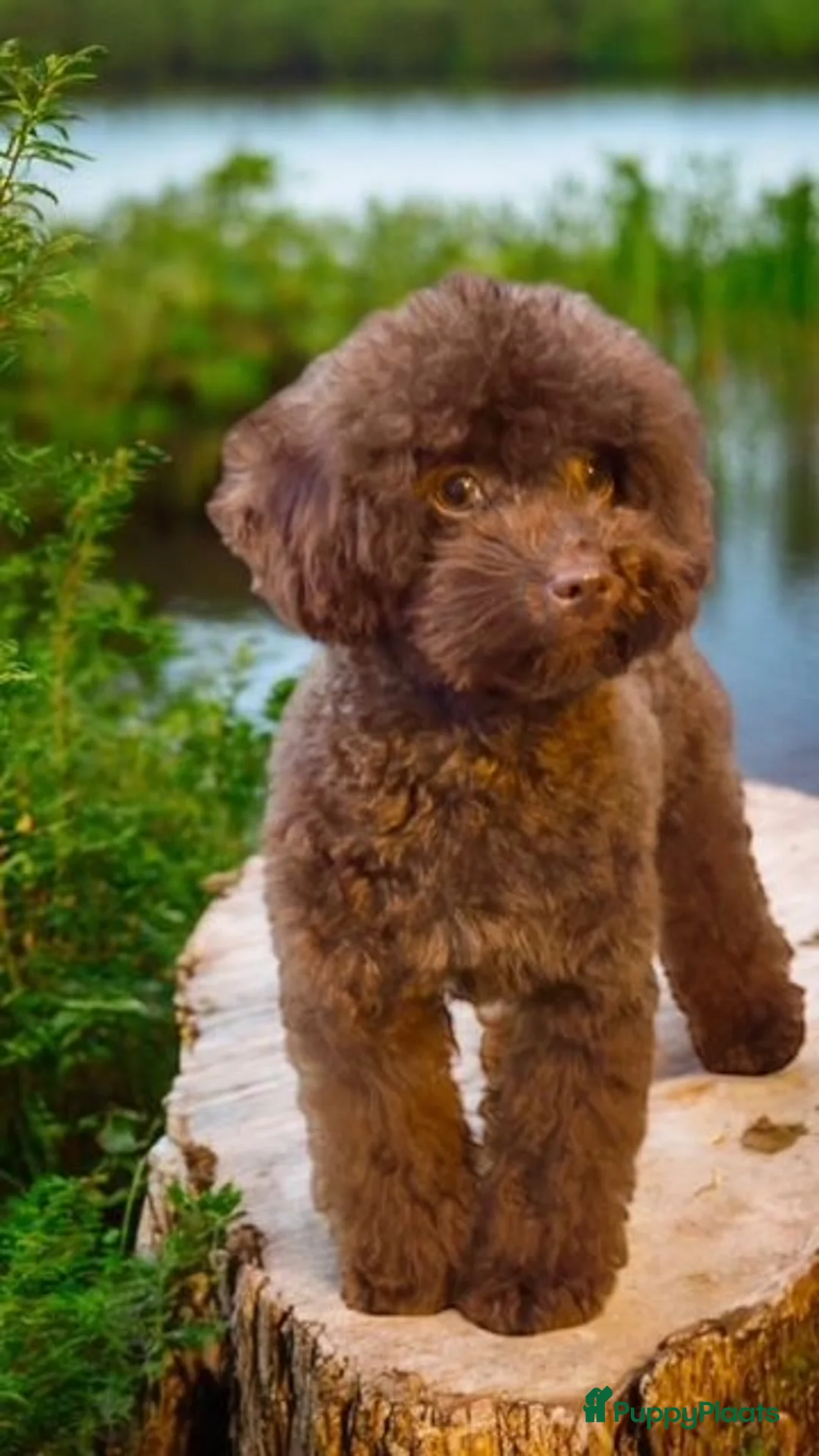 Poedel Toy honden ter dekking:  toy/dwerg poedel dekreutjes met fci stamboom - Advertentie 11