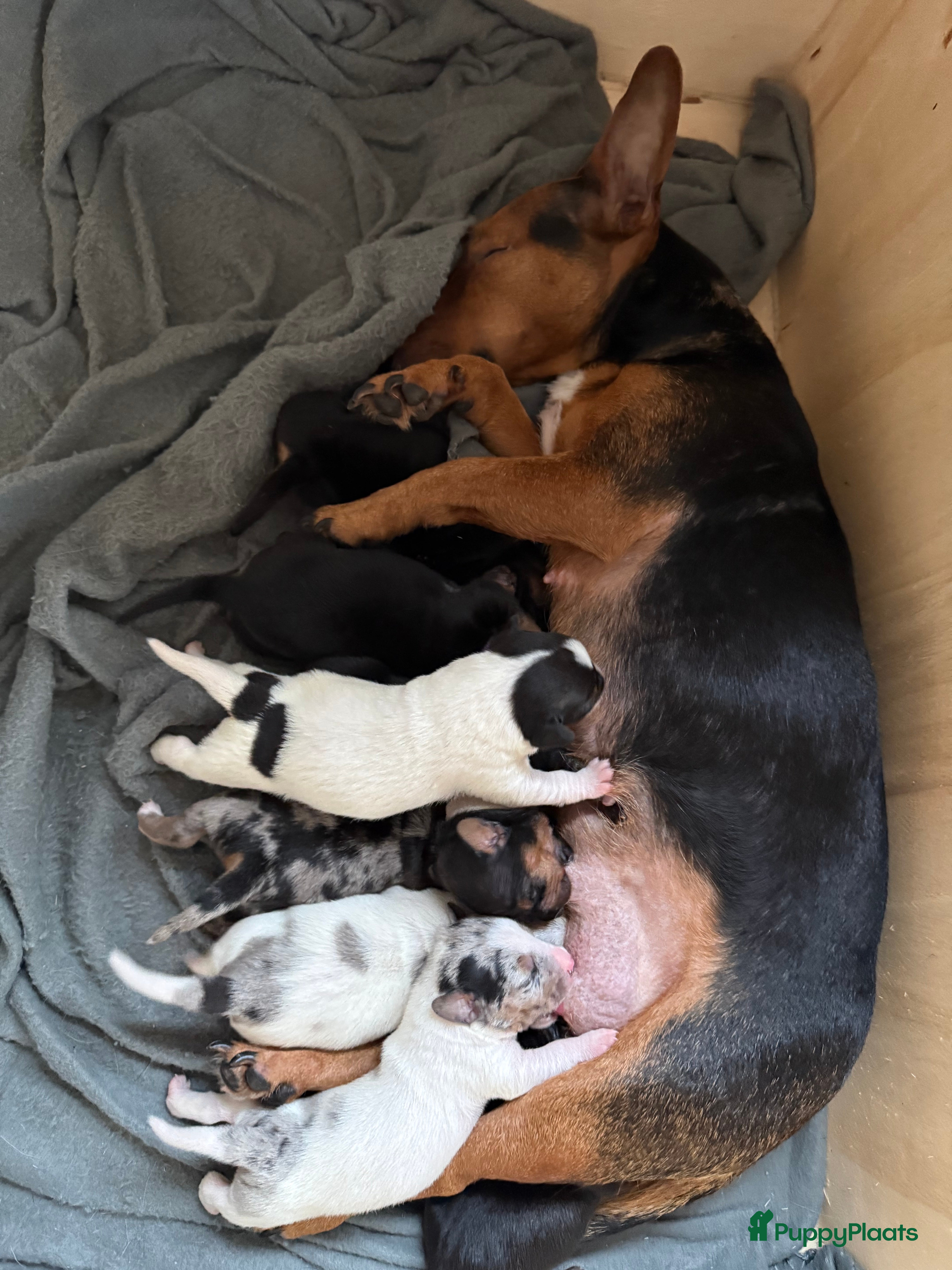 Jack Russel Terriër honden Jack russel pups - Advertentie 6