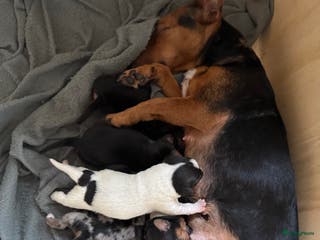 Jack Russel Terriër honden Jack russel pups - Advertentie 6