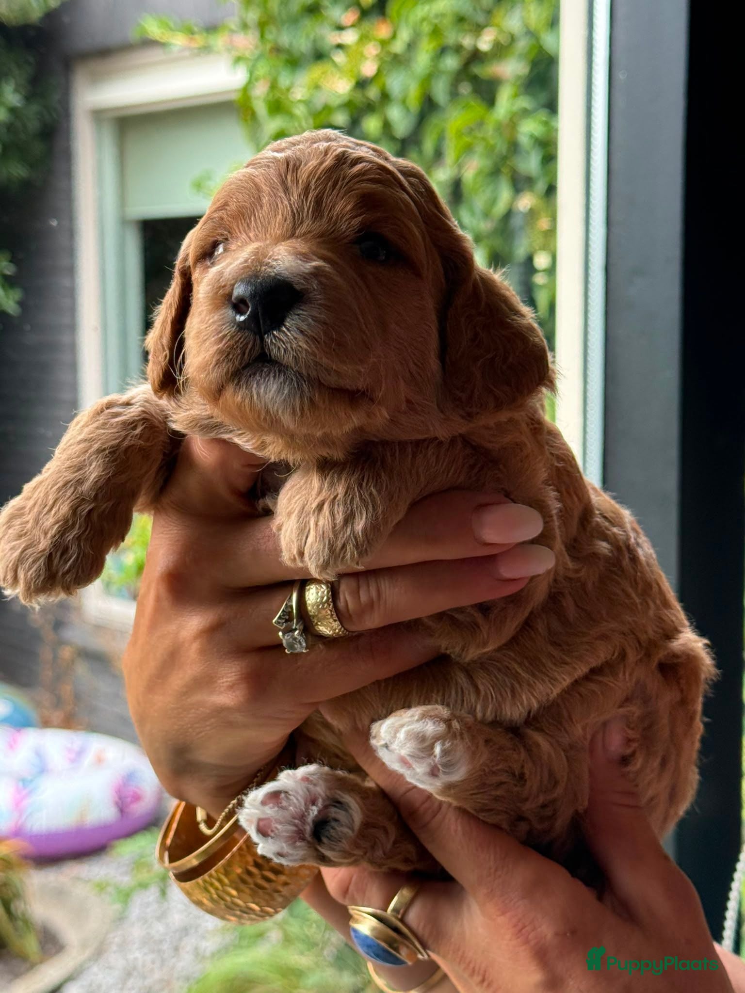 Australian Labradoodle honden Geweldige Australian Labradoodle Pups M/L ❤️❤️💙 - Advertentie 2