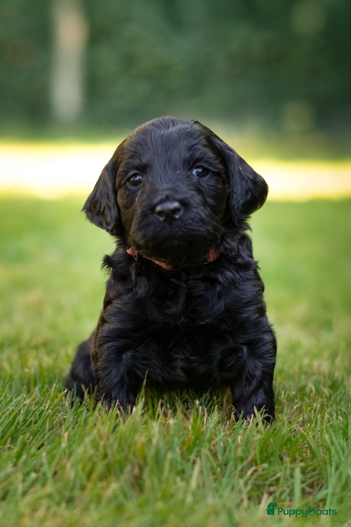 Labradoodle honden te koop: Prachtige Labradoodle pups mogen verhuizen  - Advertentie 16