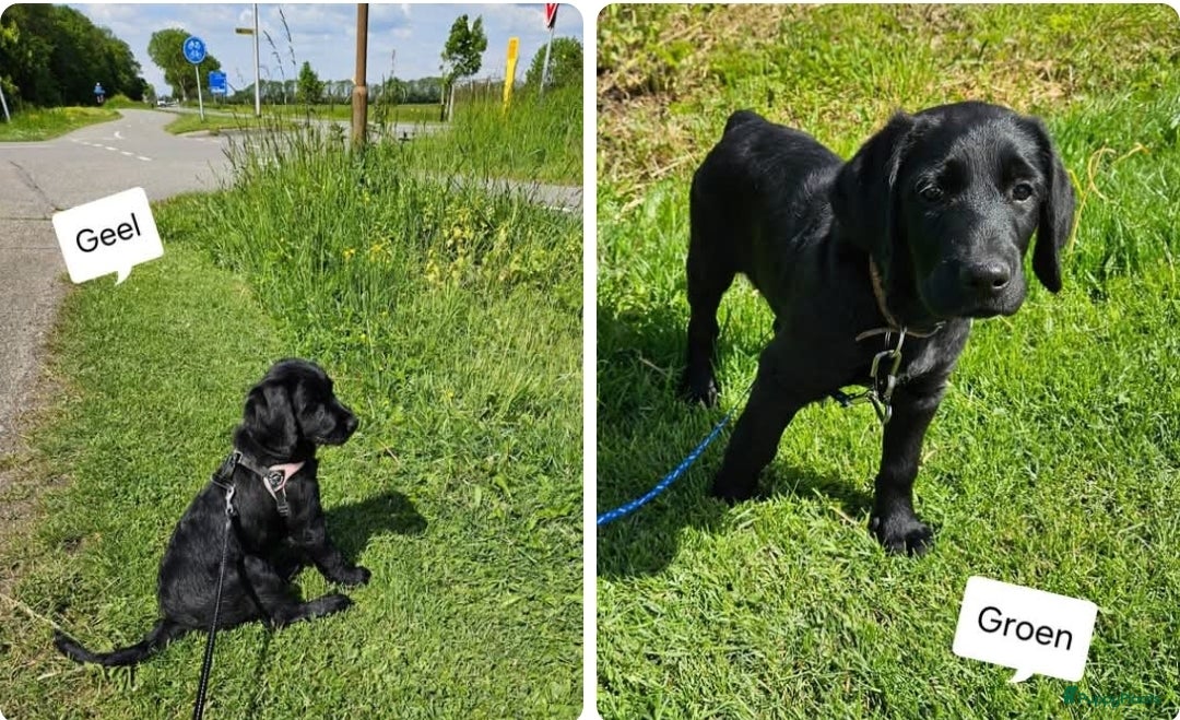 Labradoodle honden Wie wilt ons een eigen gouden mandje geven?? - Advertentie 1