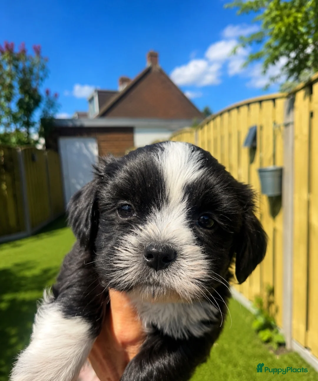 Boomer honden te koop: Super mooi gezonde boomer pups. Shi tzu X Maltezer - Advertentie 19