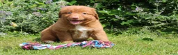 Nova Scotia Duck Tolling Retriever honden te koop: Mooie nova scotia duck tolling retriever pups  - Advertentie 5