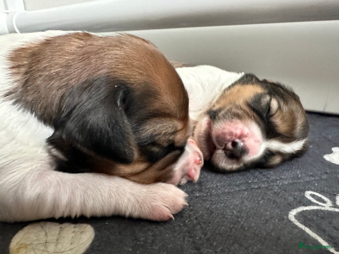 Kruising honden te koop: Nog 2 knuffelbare kruising puppy’s beschikbaar  - Afbeelding 17