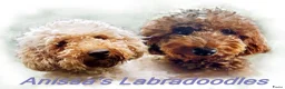 Australian Labradoodle honden te koop: Medium Australian Labradoodles  - Advertentie 23
