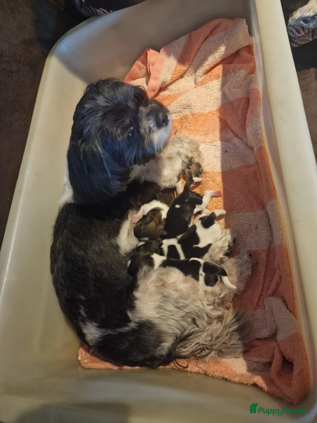 Boomer honden te koop: Lieve boomer shitzu pups in Ede - Advertentie 1