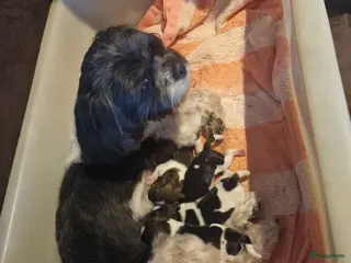 Boomer honden Lieve boomer shitzu pups - Advertentie 1