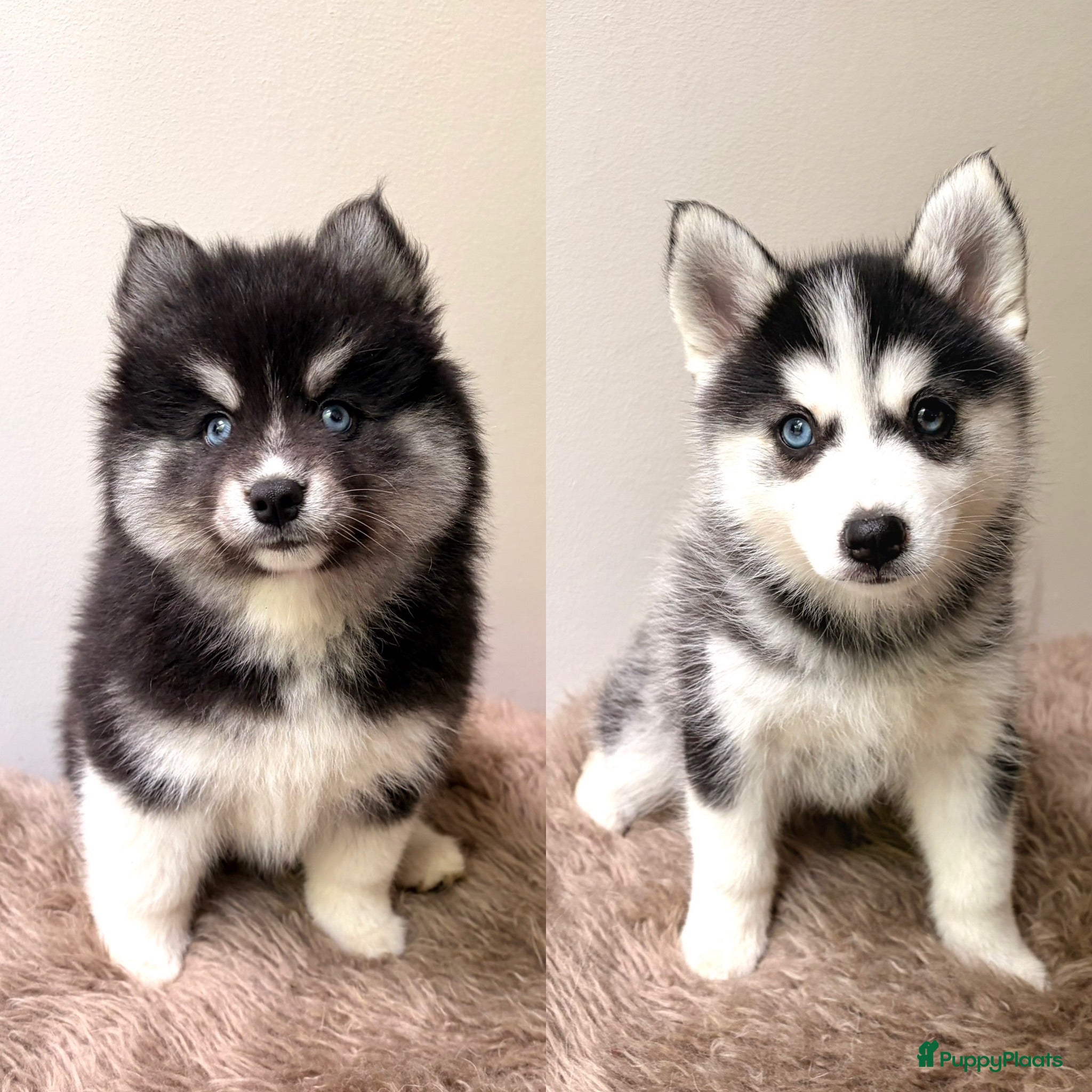 Pomsky honden Pomsky puppy’s F3 - Advertentie 2
