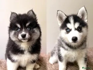 Pomsky honden Pomsky puppy’s F3 - Advertentie 2