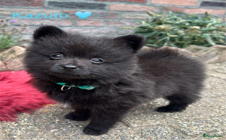 Pomeriaan honden - Advertentie 3
