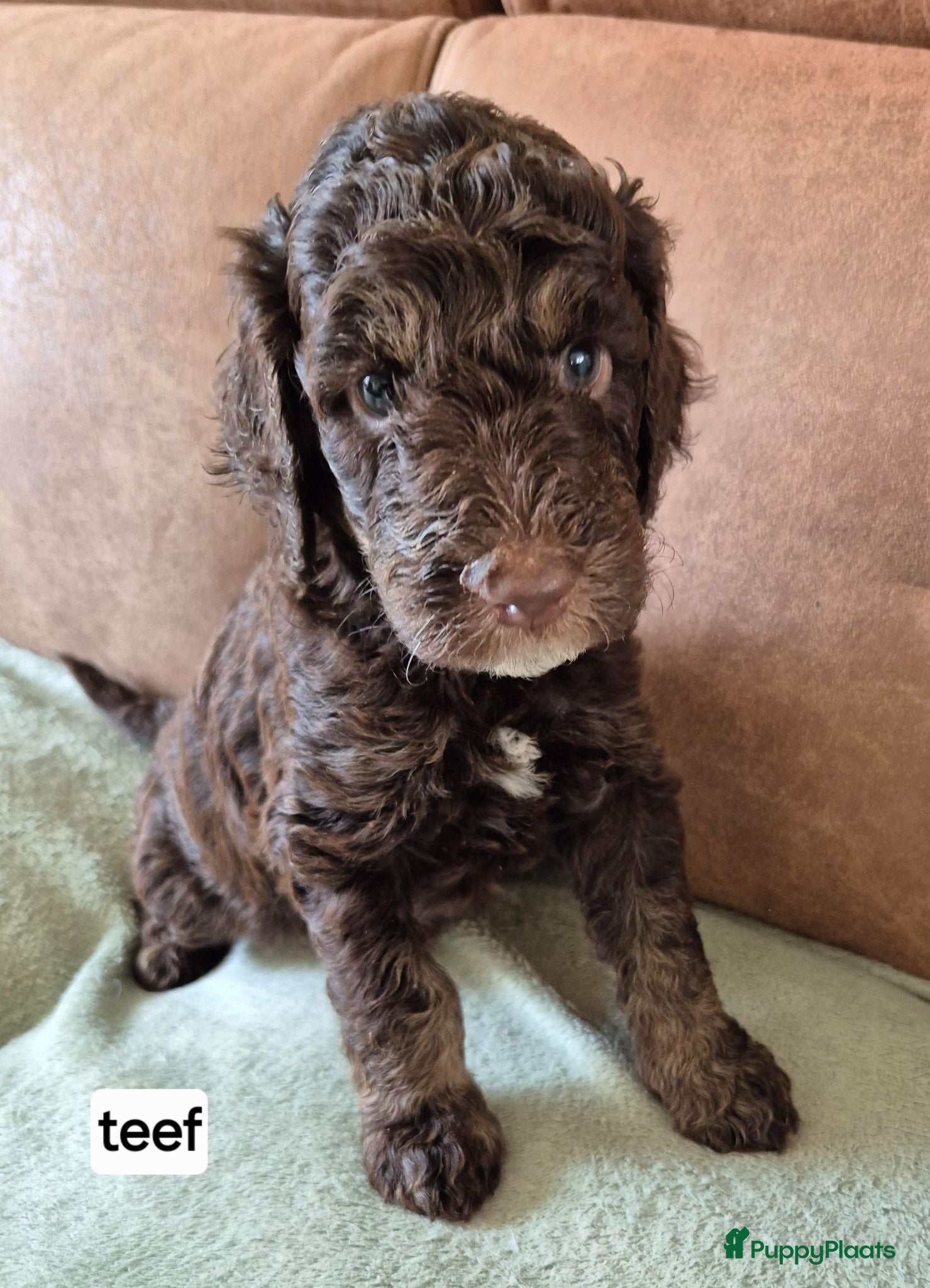 Poedel honden Schitterende Konings poedel pups - Advertentie 8
