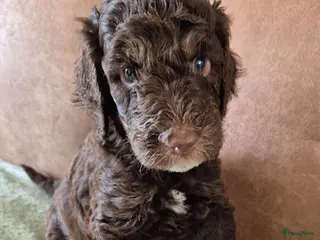 Poedel honden Schitterende Konings poedel pups - Advertentie 8