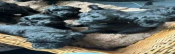 Goldendoodle honden te koop: Goldendoodle pups (België) - Advertentie 14