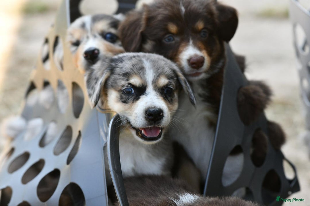 Australian Shepherd honden te koop: Australian Shepherd x Kelpie Pups in Maashees - Afbeelding 25