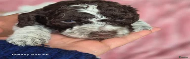 Lagotto Romagnolo Puppy 6