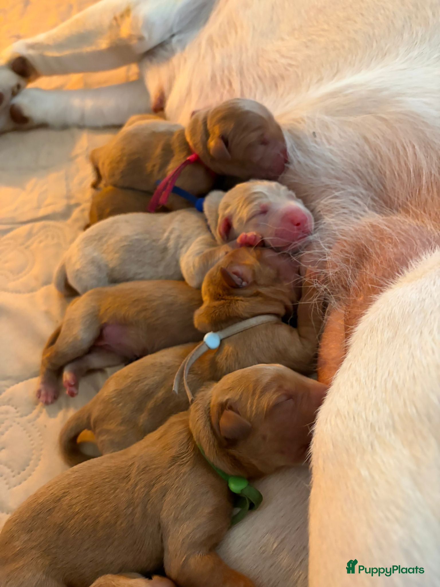 Labradoodle honden Exclusief Medium Labradoodle nest 🐾 - Advertentie 14