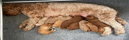 Australian Labradoodle honden te koop: Medium Australian Labradoodle puppy's - Advertentie 16
