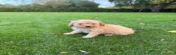 Labradoodle honden te koop: Dwergpoedel x Labradoodle pups - Advertentie 23
