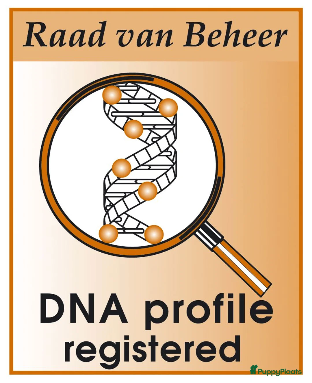 Golden Retriever honden te koop: Golden Retriever Pups met Stamboom. - Advertentie 33