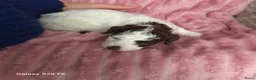 Lagotto Romagnolo honden te koop: Lagotto Romagnolo Pupies - Advertentie 3