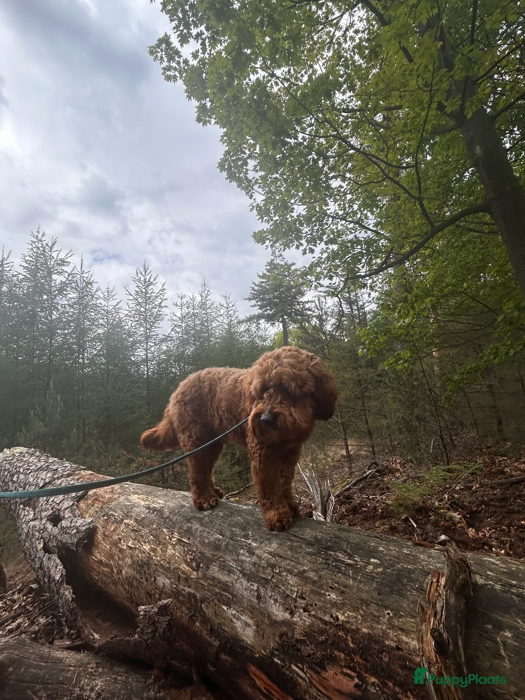 Australian Labradoodle honden te koop: Medium Australian Labradoodle pup nestaankondiging - Advertentie 11