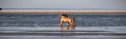 Labrador Retriever honden te koop: Te koop mooie labrador reu - Advertentie 8