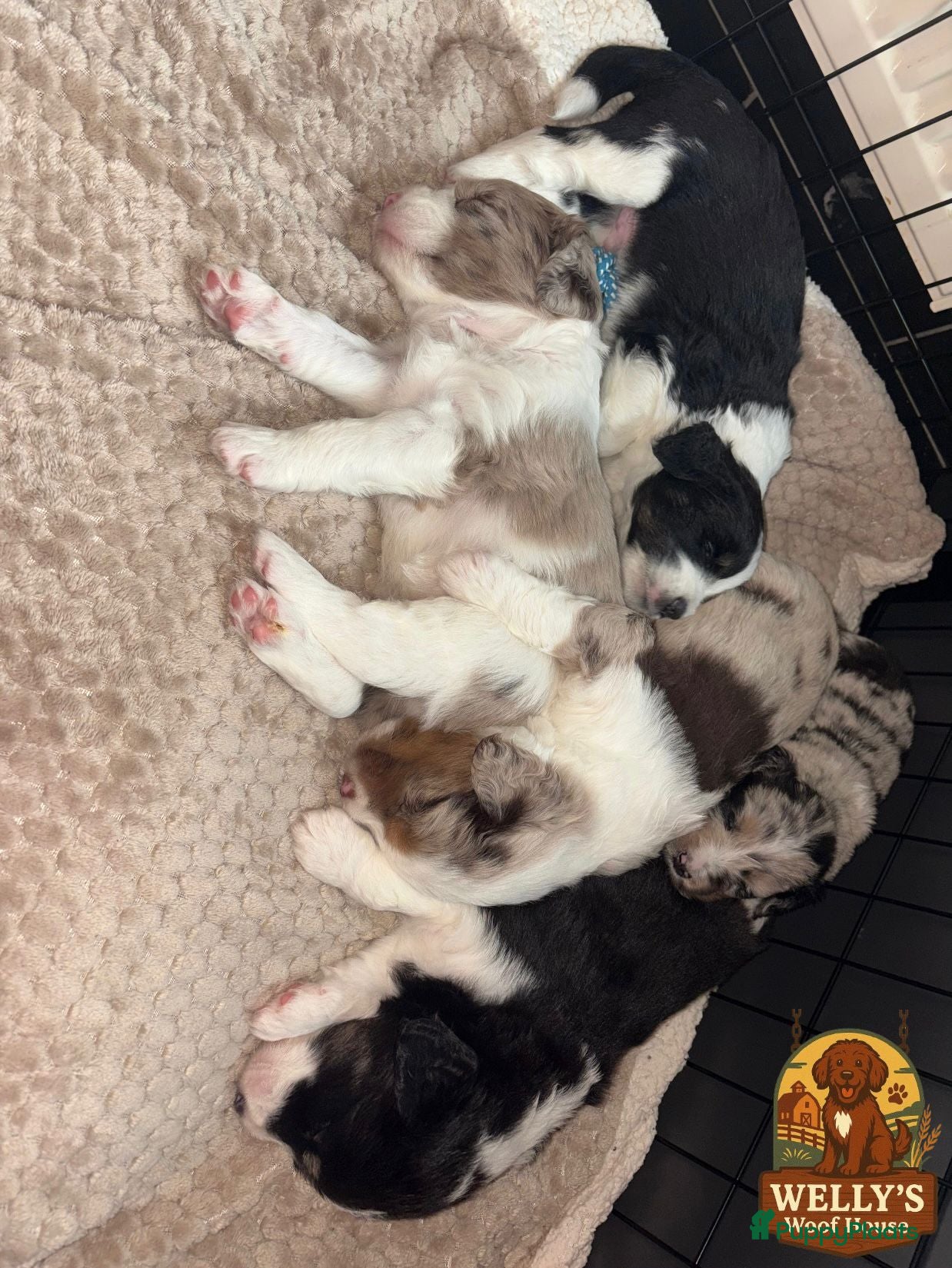 Kruising honden 🐾 Labradoodle x Australische Herder Pups 🐾 - Advertentie 1