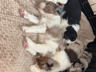 Kruising honden 🐾 Labradoodle x Australische Herder Pups 🐾 - Advertentie 3