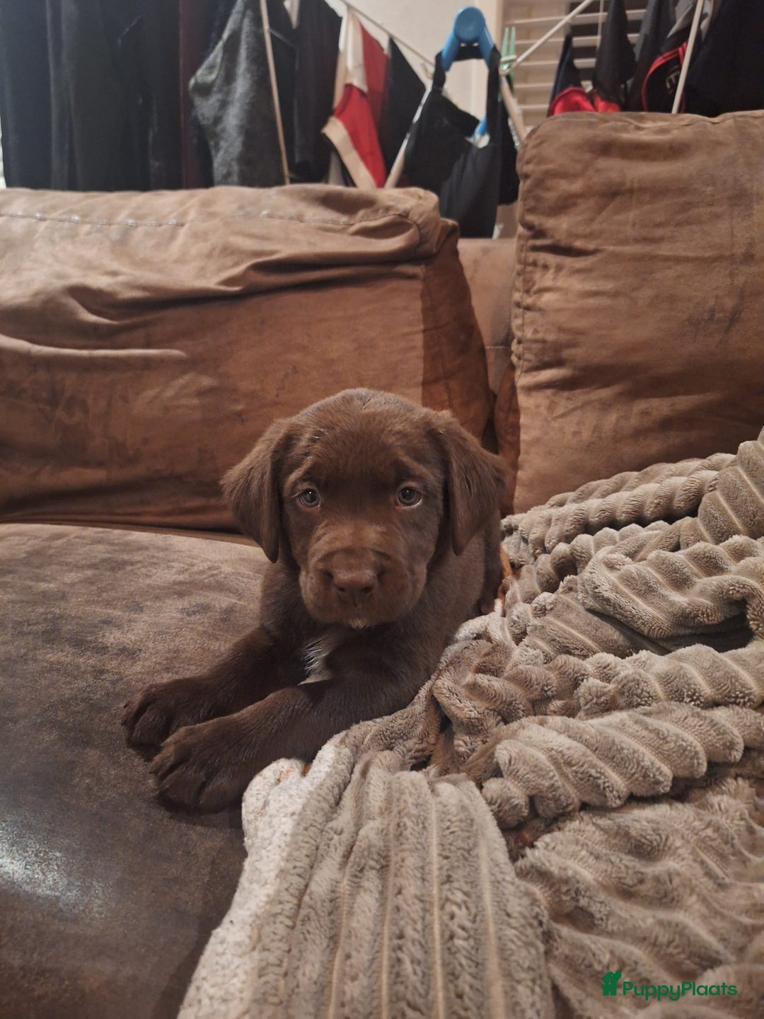Kruising honden te koop: Super mooie bruine Labrador pups - Advertentie 2