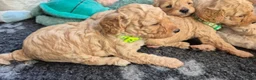Cockapoo honden te koop: Kleine maat cockapoo pups - Advertentie 4