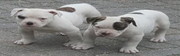 Amerikaanse Bulldog honden te koop: 2 prachtige reutjes uit mooie combinatie - Advertentie 7