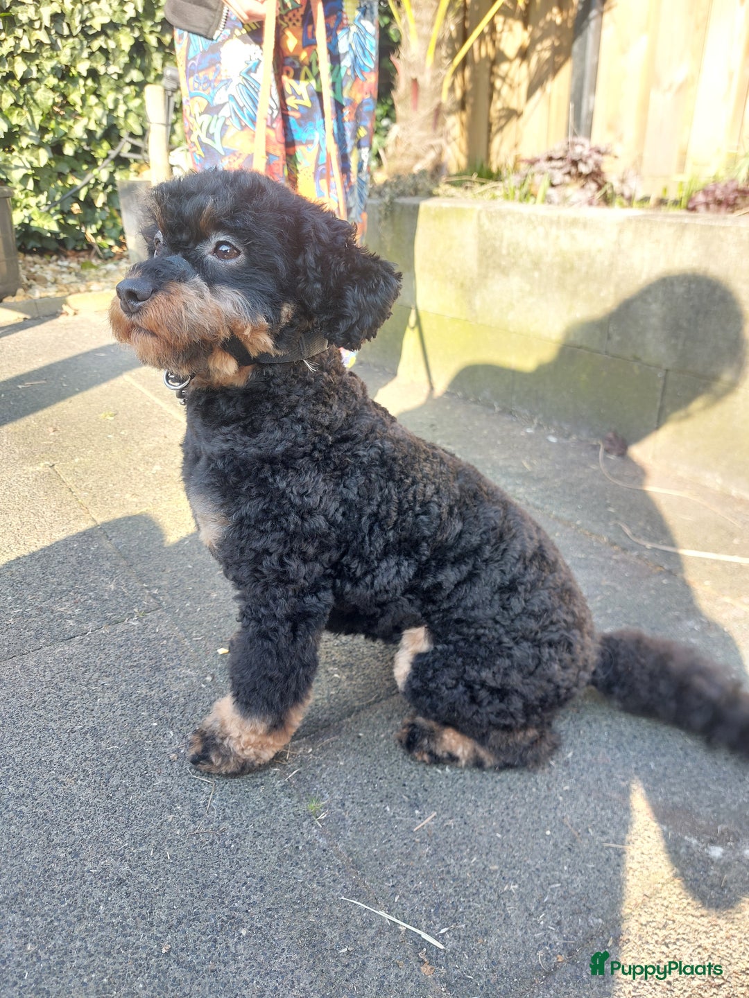 Cockapoo honden te koop: Kleine poedelpups met een vleugje cockapoo. - Advertentie 6