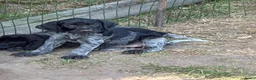Duitse Staande Hond Draadhaar honden te koop: Pups Duitse staande draadhaar  - Advertentie 6