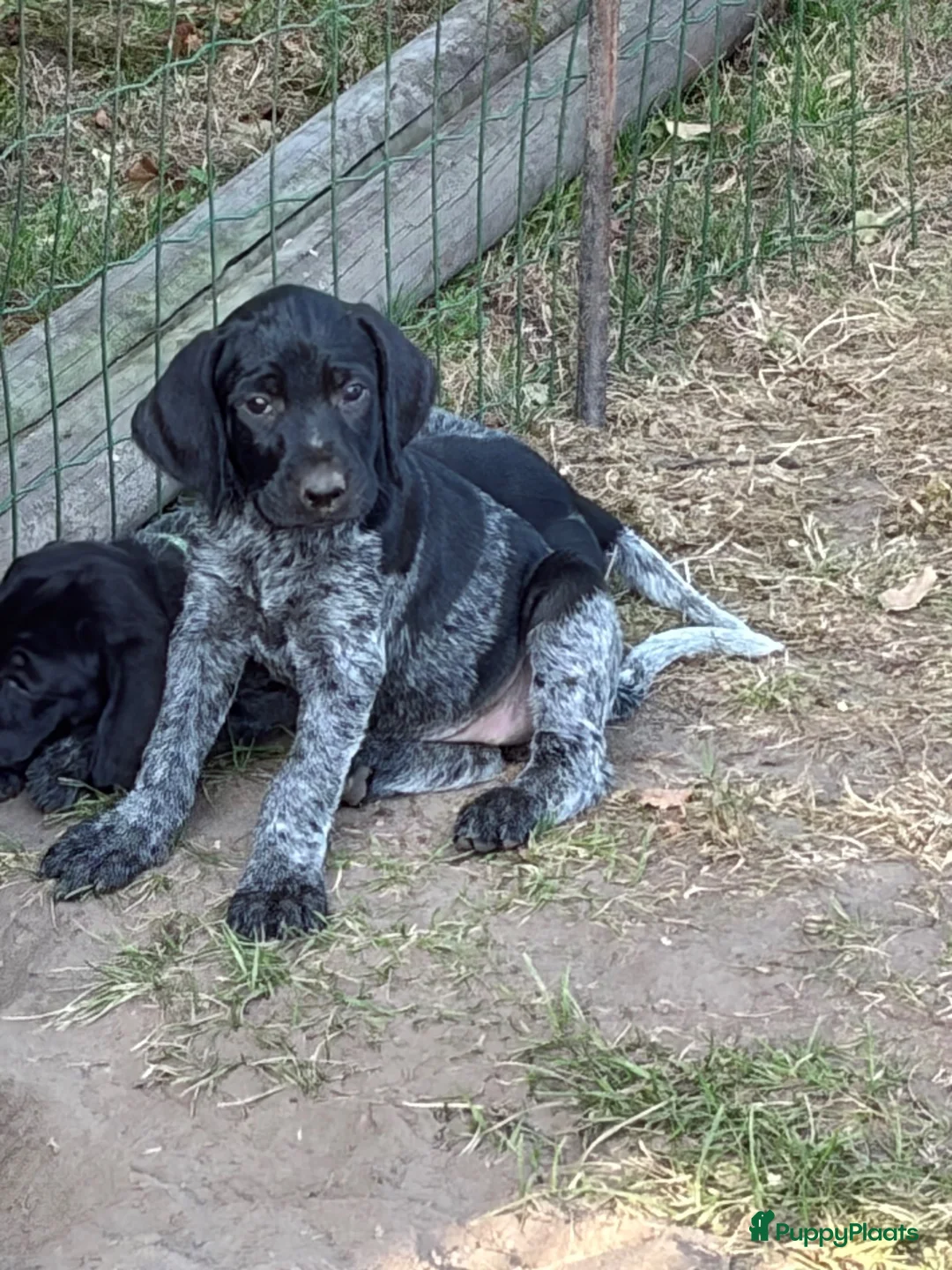 Duitse Staande Hond Draadhaar honden te koop: Pups Duitse staande draadhaar  - Advertentie 6