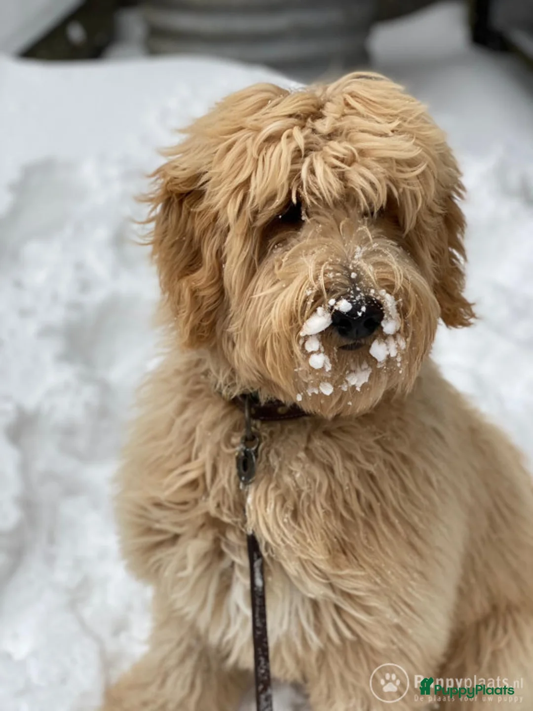 Kruising honden ter dekking: Labradoodle dekreu met gouden ❤️ in Amstelveen - Advertentie 2