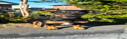 Jack Russel Terriër honden te koop: Te koop: Black & Tan Jack Russell Teef (2 jaar) - Advertentie 10