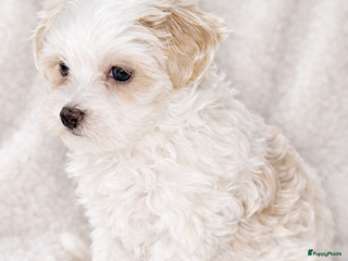 Maltipoo honden Prachtige Maltipoo pup zoekt gouden mandje! - Advertentie 4