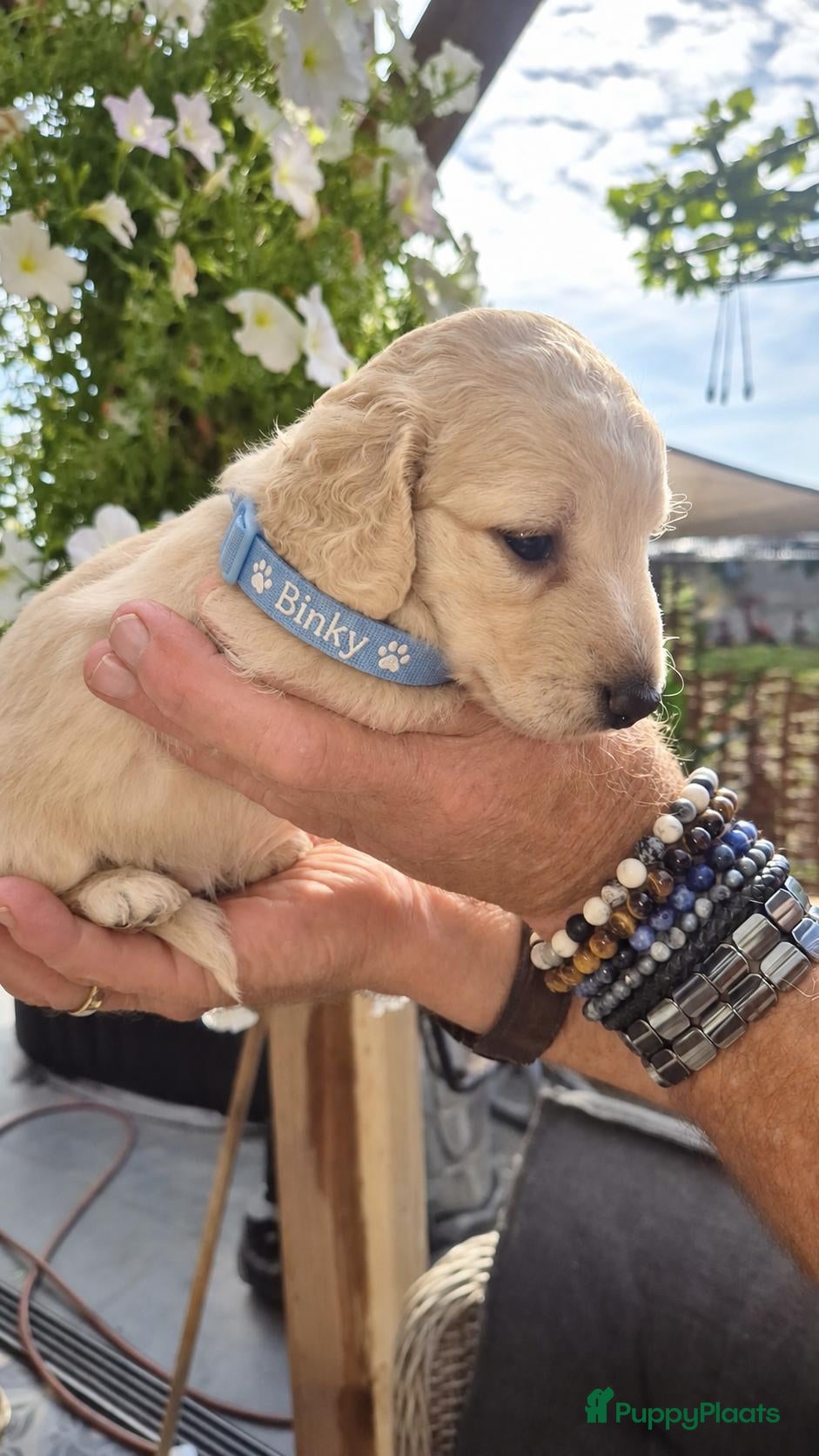 Teckel (langhaar) honden Prachtige langhaar teckel pups - Advertentie 2