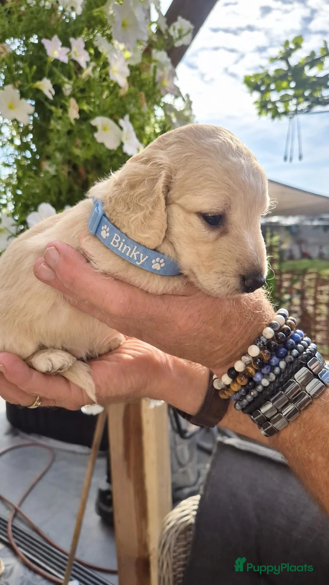 Teckel (langhaar) honden te koop: Prachtige langhaar teckel pups - Advertentie 2