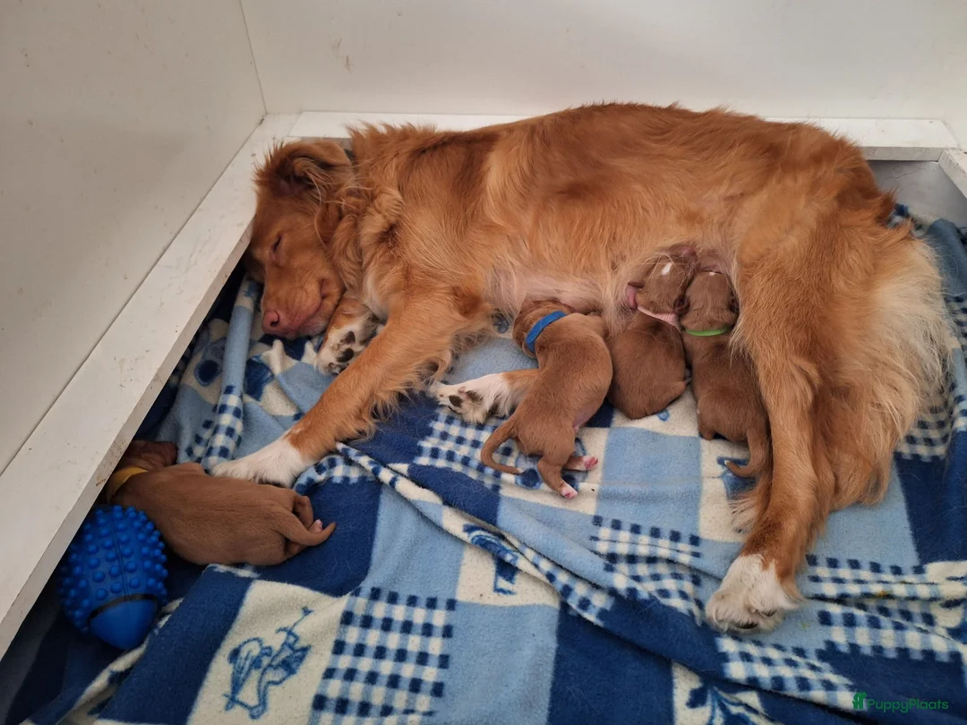 Nova Scotia Duck Tolling Retriever honden te koop: Te koop 4 knappe toller pups allen in optie - Advertentie 2