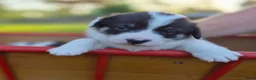 Welsh Corgi Cardigan honden te koop: Welsh corgi pups - mogen vanaf 26 juli direct mee - Advertentie 19