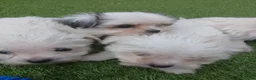 Boomer honden te koop: Prachtige boomer pups uit 1 malig gelegenheid nest - Advertentie 14