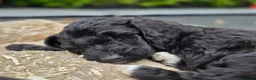 Kruising honden te koop: Sproodle pups mogen 't nest verlaten - Advertentie 13
