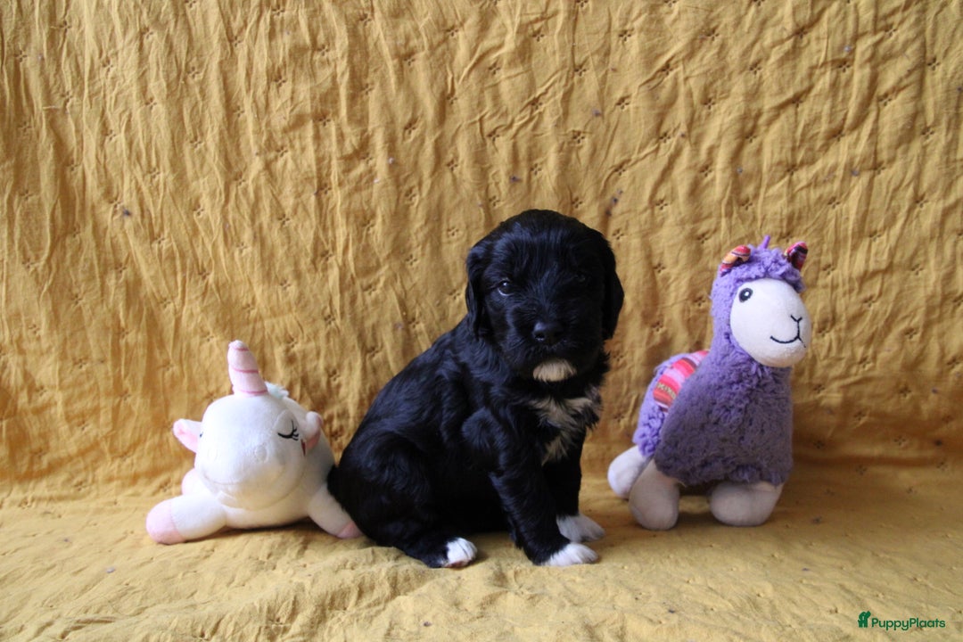 Barbet honden te koop: Barbet puppy’s geboren - Advertentie 10