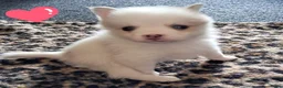 Pomsky honden te koop: Pomsky pups - Advertentie 10