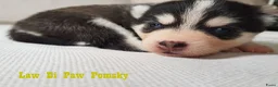Pomsky honden te koop: Pomsky puppy’s F4+, 100% Amerikaanse bloedlijn - Advertentie 8