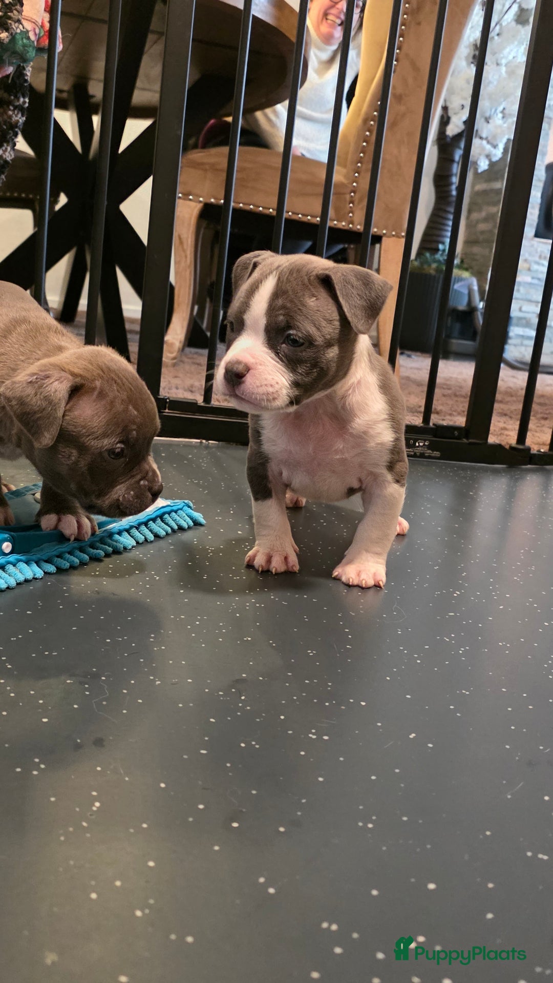 Amerikaanse Bully honden te koop: Pocket bully bleu grey  - Advertentie 15