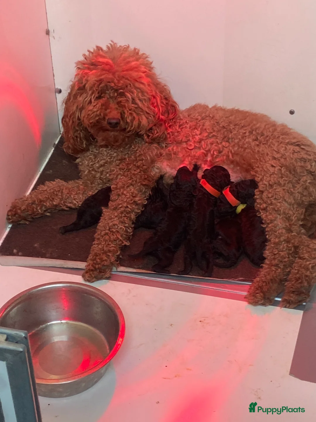 Dwergpoedel honden te koop: dwergpoedel pups zwart - Advertentie 2