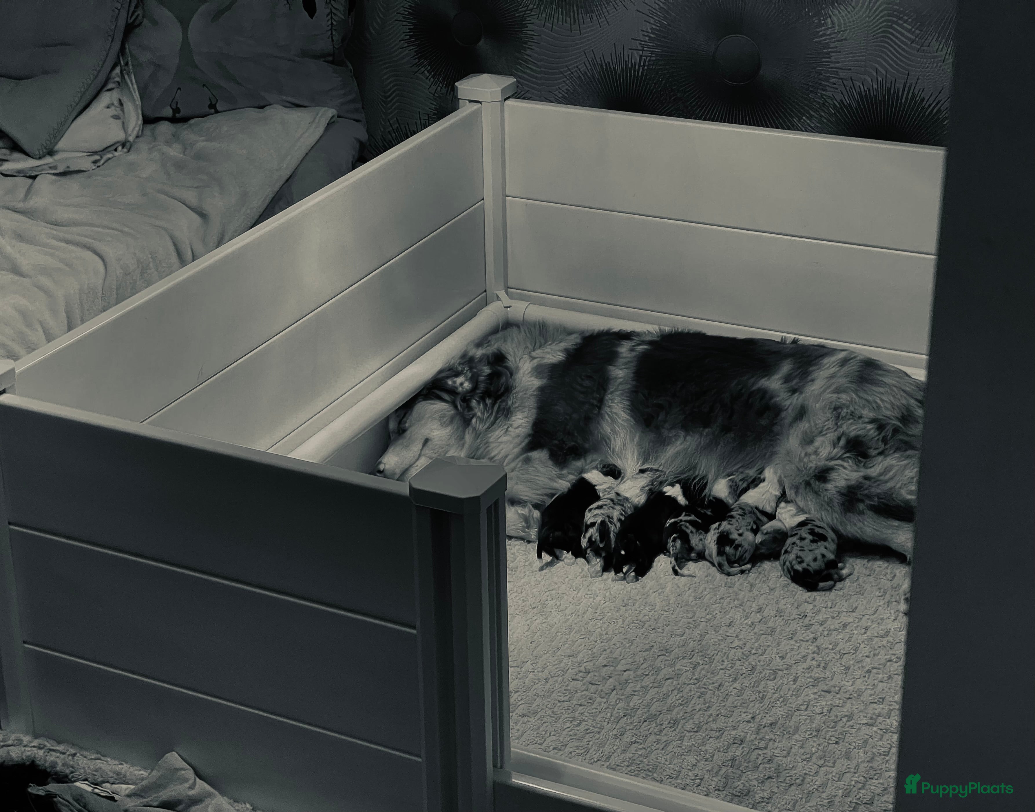 Australian Shepherd honden Prachtige pups Australian shepherd X  - Advertentie 1